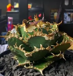 Sコレ　植木鉢・器...様 リクエスト 3点 まとめ商品