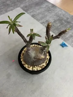 パキポディウム グラキリス 塊根植物 現地球 コレクション株