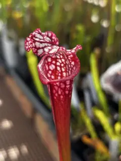 S. leucophylla 'Ruby Joyce'【食虫植物・サラセニア】のサムネイル