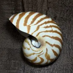 オウムガイ オウム貝 オーム貝 貝殻 Ｅ