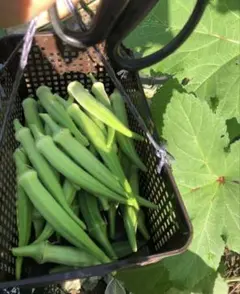 新鮮野菜　丸おくら　丸オクラ　ネコポス便のサムネイル