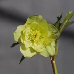 yke66様 リクエスト 4点 まとめ商品