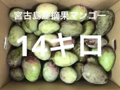 10Kg本日最終日！沖縄県産 摘果マンゴー グリーンマンゴー 送料無料