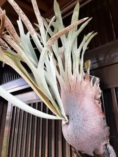メルカリ