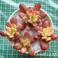 ミニベル錦　カット苗　多肉植物　韓国苗　真夏も日向の屋外で育ちました♪