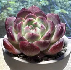 e*e様 No.e957 新品種　紅霞　エケベリア　多肉植物　撮影1月8日