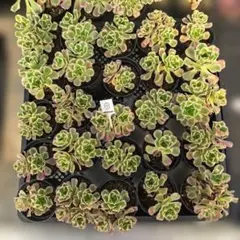 Top【選抜株】多肉植物 25886ホワイトフェニックス 16個 鉢無し/脱土