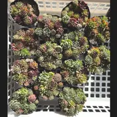 バルーン様 リクエスト 3点 まとめ商品