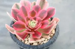 アエオニウム・銅花順錦 - メルカリ