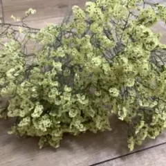 2025年最新】スターチスの人気アイテム - メルカリ