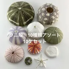 NO.68-178 アーチン(ウニ殻) 10種類アソート　10ケセット お徳用
