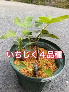 2026年最新】いちじく穂木の人気アイテム - メルカリ