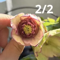 クリスマスローズ　認定モーリープリマヴェーラ　加藤農園 2026年最新】加藤農園モーリーの人気アイテム - メルカリ