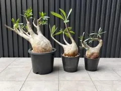 ミ*ツ様 パキポディウム グラキリス 塊根植物 コーデックス 3株セット 発根管のサムネイル