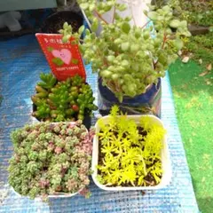 多肉４種類セダム他。