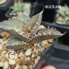 M IYAGI様 リクエスト 2点 まとめ商品