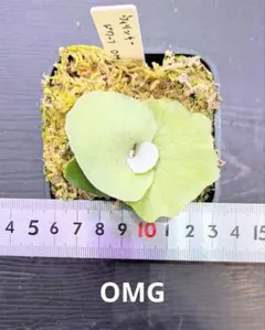 まさ様 リクエスト 2点 まとめ商品