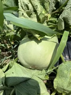 まりえ様専用プリンスメロン