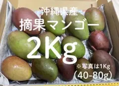 摘果マンゴー2/13 摘果マンゴー 500〜850g 10.5kg 【公式通販】