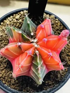 コロラータ クローン ぼのぼの simijimi 多肉植物 - メルカリ