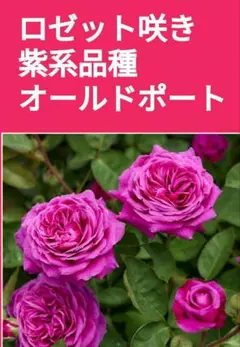きたのきのこ様 リクエスト 2点 まとめ商品