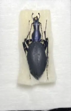 2025年最新】マイマイ 標本の人気アイテム - メルカリ