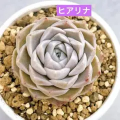 リッピア✴ヒメイワダレソウ 苗 メルカリ便発送‼️ - メルカリ