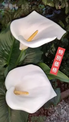 Ranka様 リクエスト 3点 まとめ商品