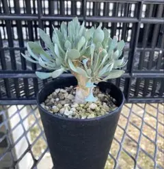 2026年最新】オトンナ ユーフォルビオイデスの人気アイテム - メルカリ