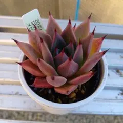 クニさぁ様 リクエスト 2点 まとめ商品