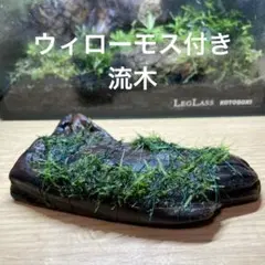 18.【自然感を演出】ウィローモス✖︎流木✖︎1個（育成済み）