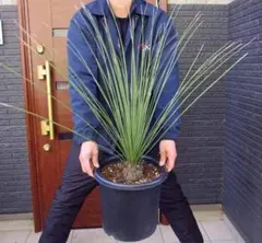 【現品】ダシリリオン・ロンギシマム　11号　GS番 現品】ダシリリオン・ロンギシマム 11号 GS番