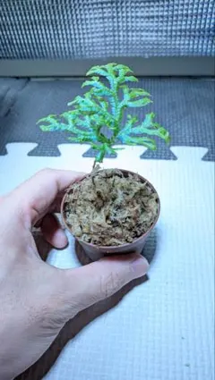 ゼラギネラ　サイアメンシス Selaginella siamensis [ セラジネラ・サイアメンシス ] 1ポット