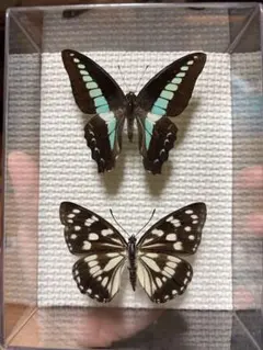 蝶標本 アオスジアゲハ タイ - メルカリ