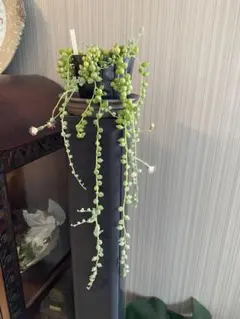グリーンネックレス　多肉植物