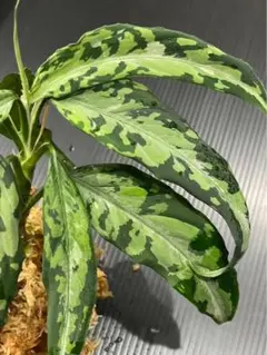 2026年最新】ピクタム アチェの人気アイテム - メルカリ