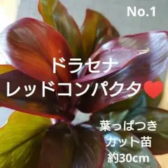 No.3【観葉植物】ドラセナ レッドコンパクタ♥️高さ約30cm - メルカリ