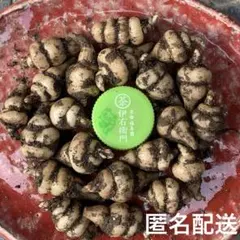 tarubatake様 リクエスト 2点 まとめ商品