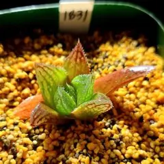 1831 ウイミー×ナイルの一滴多肉植物 ハオルチア アロエのサムネイル