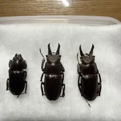 対馬産　キンオニクワガタ2♂1♀セット キンオニ クワガタ対馬産▫♂♀ペア。 ❰特大サイズ❱ ワイルド - メルカリ