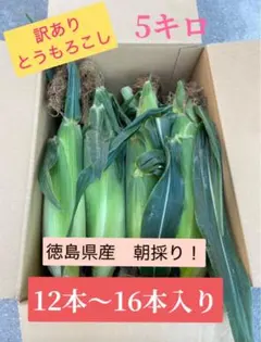 도쿠시마현에서 아침에 수확한 옥수수