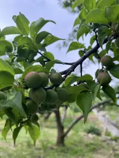 あも様専用　追加分