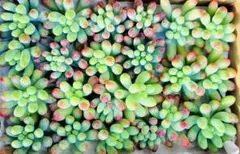 Ｃ.多肉植物　乙女心　22カット苗　画像現品