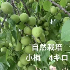 宮城県産　自然栽培　小梅　青梅 4キロのサムネイル
