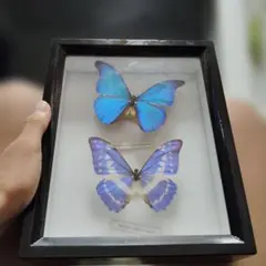 Morpho cypris 蝶の標本 木製フレーム付きのサムネイル