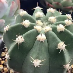 し*ち様 多肉植物 サボテン 聖王錦 抜き苗 1株 - メルカリ
