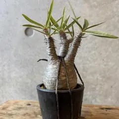 2025年最新】パキポディウム・グラキリスの人気アイテム - メルカリ