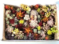 多肉植物詰め合わせA 多肉弁当 ちまちま寄せにも