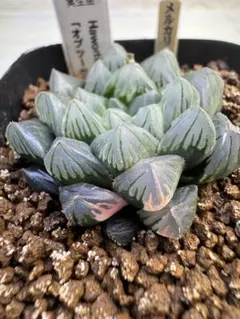 ハオルチア 「オブツーサ錦　春風」多肉植物のサムネイル
