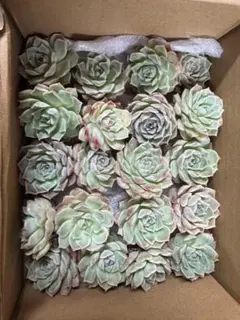 多肉植物 朧月 カット苗 15カット - メルカリ